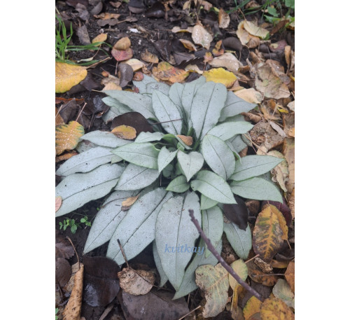 Медунка довголиста ‘Маджесте’ ( Pulmonaria longifolia ‘Majeste’)